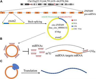 Emerging Roles of Circ-ZNF609 in Multiple Human Diseases